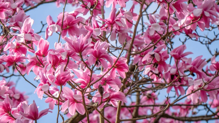 Looking up at magnicifent pink Magnolia blossom at Stourhead, Wiltshire